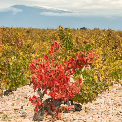 Vins du Vaucluse : le riche vignoble de la Vallée du Rhône