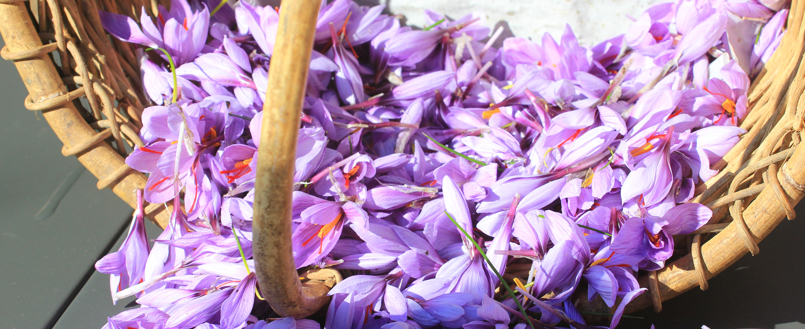 Fleurs de safran dans un panier © Hocquel