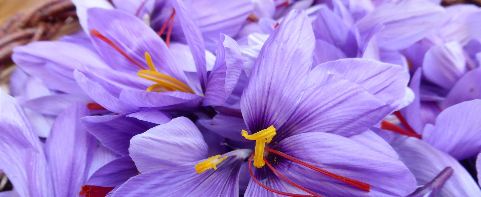 Fleurs de Safran © Pixabay