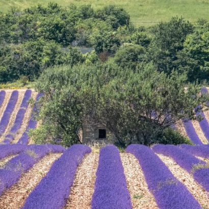 La lavande de Provence