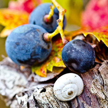 Raisins d'automne
