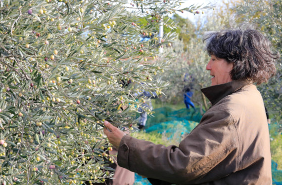 Cueillette olives Ventoux