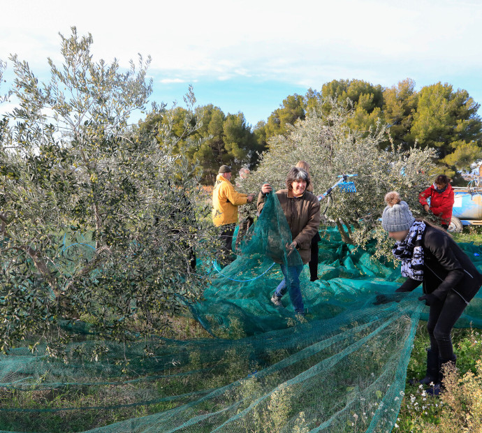 Filets pour la cueillette des olives