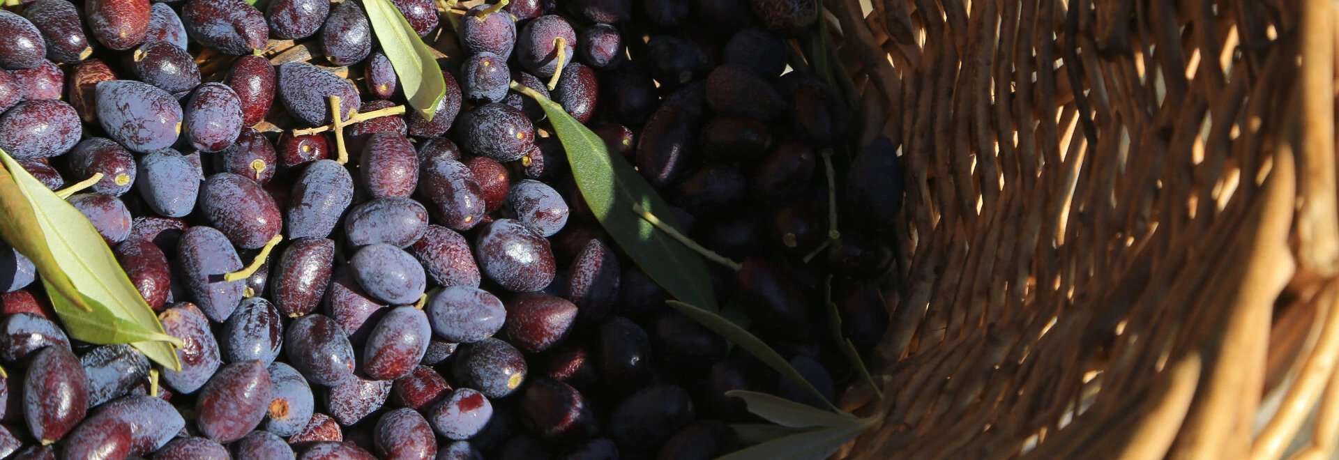 Récolte d'olive chez le producteur  © Hocquel
