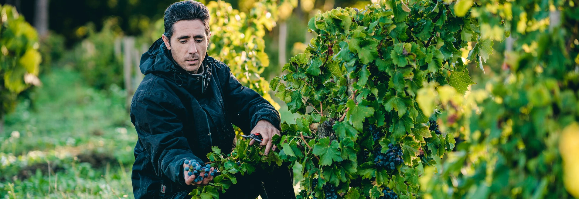 Vendanges dans la Vallée du Rhône  © O'Brien