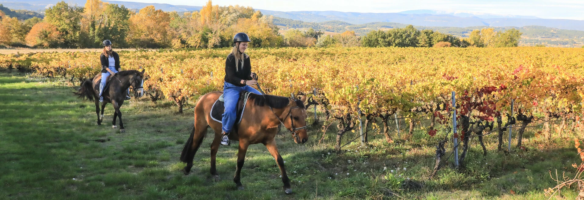 Balade à cheval dans les vignes  © Hocquel