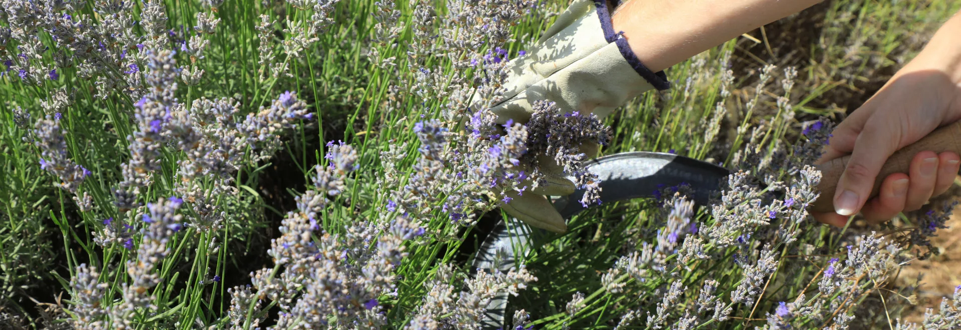 Découpe de la lavande à l'ancienne à Aroma Plantes  © Hocquel