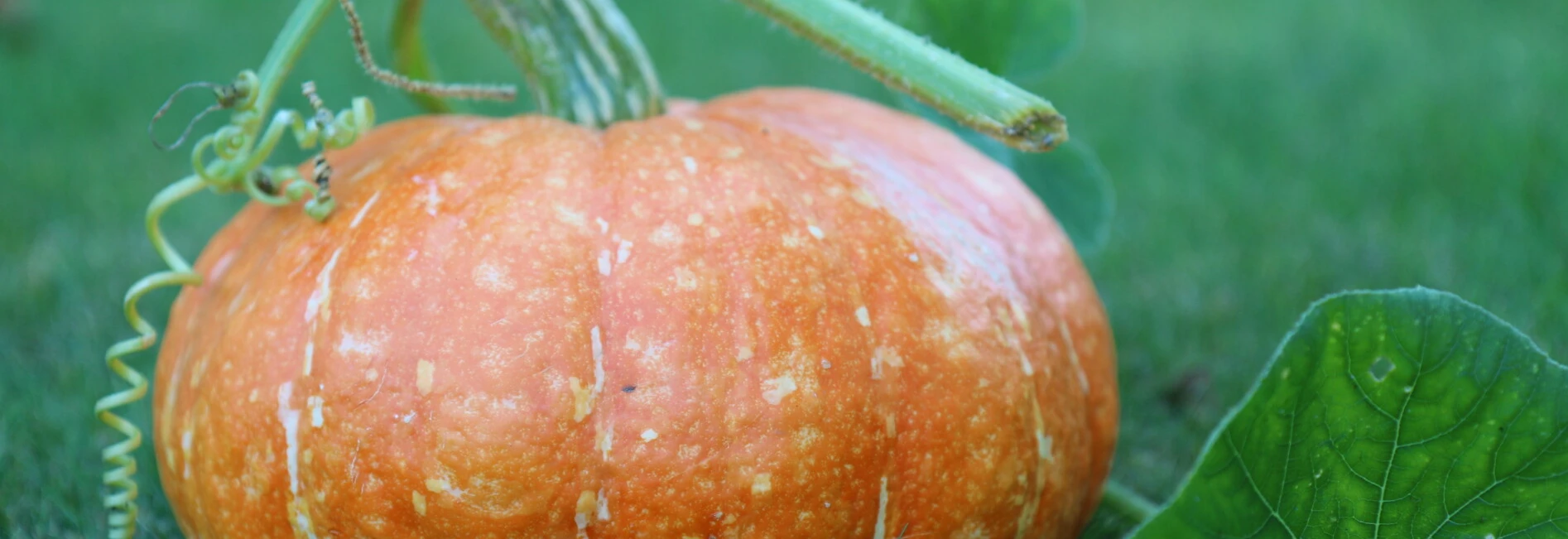 Citrouille d'Halloween  © Gillet