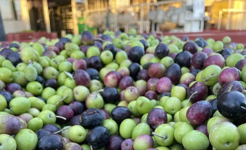 Olives du Vaucluse  © Tardieu
