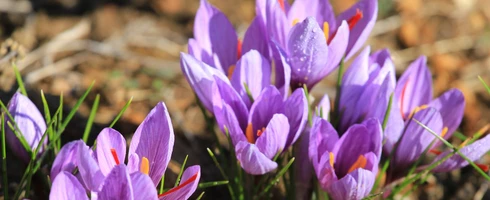 Fleurs de safran en Vaucluse  © Hocquel