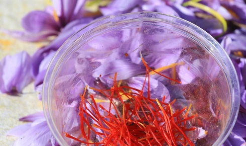 Safran en Provence  © Hocquel
