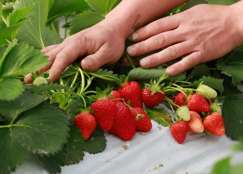 Producteur de fraises à Carpentras  © Hocquel