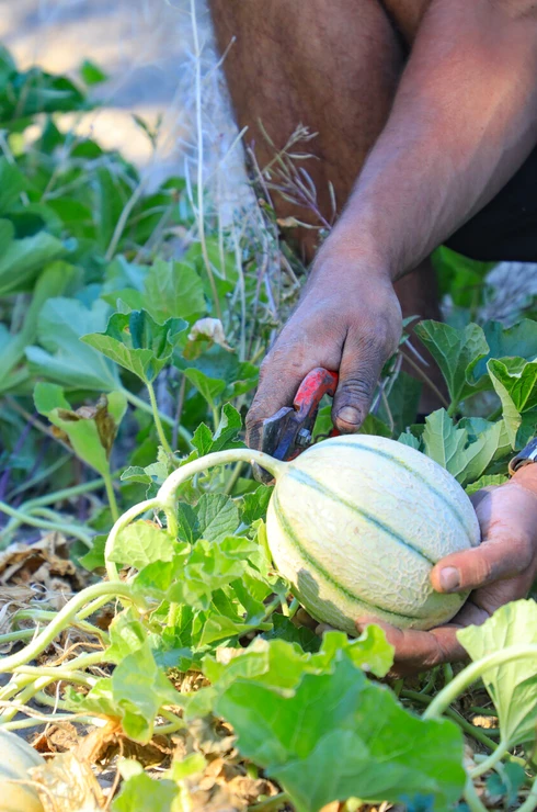 Récolte d'un melon de Cavaillon  © Hocquel