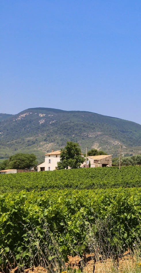 Vignes du Luberon  © Hocquel