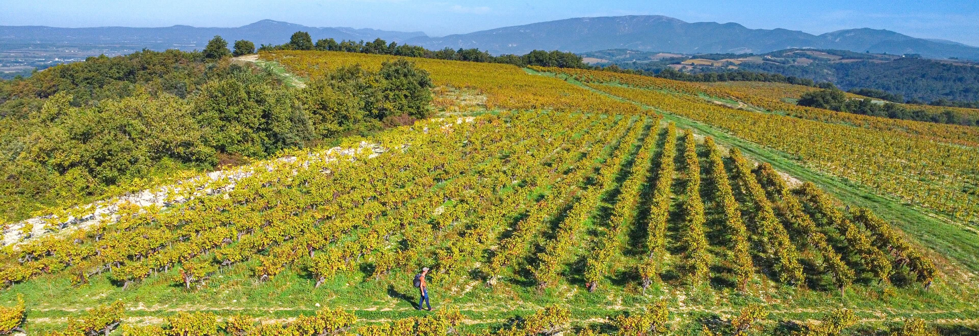 Vignobles de Visan en Vaucluse  © Genestal
