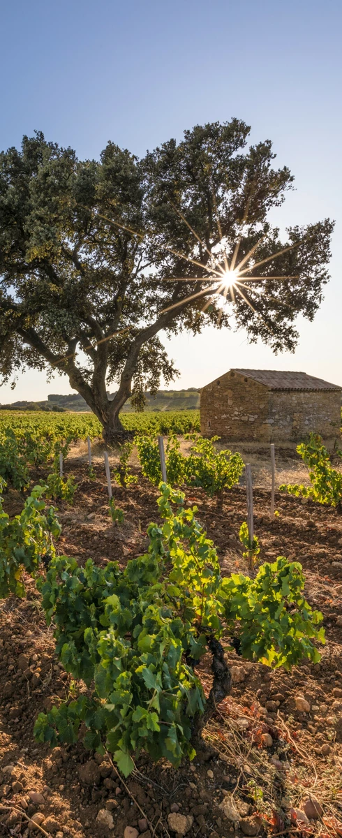vignes de Châteauneuf-du-Pape  © Kessler