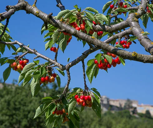 Cerises en Vaucluse  © Hocquel