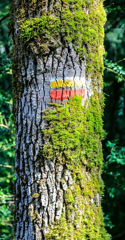Traits de balisage de grande randonnée sur un tronc d'arbre  © Hocquel