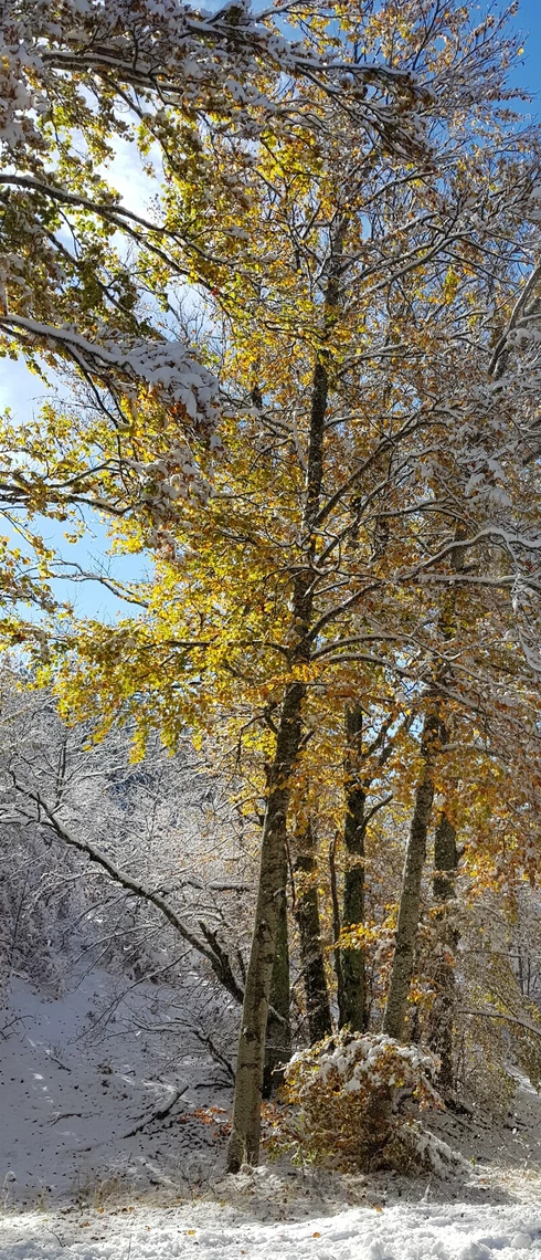 Forêt du Ventoux à l'automne  © Maisonnave