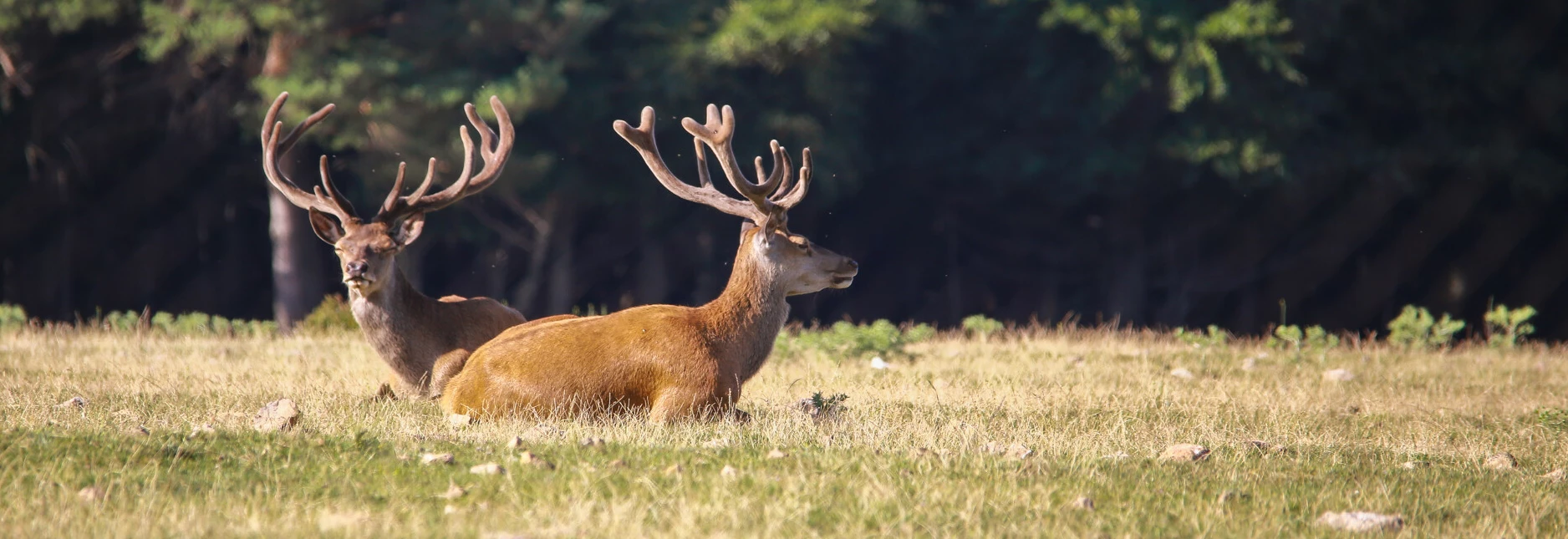 2 cerfs en Vaucluse  © Hocquel