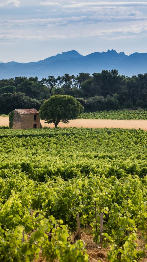 Vignes de Châteauneuf-du-Pape  © Kessler
