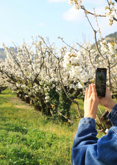 Cerisiers en fleurs dans le Vaucluse  © Hocquel