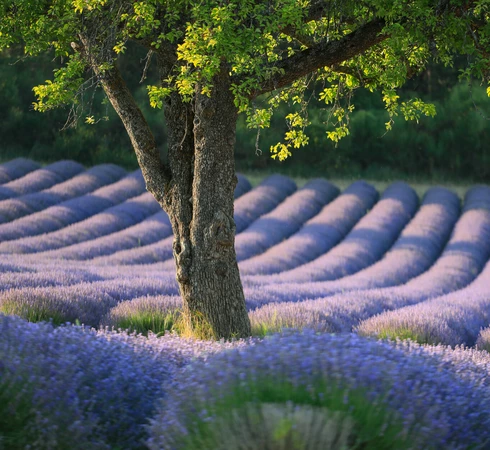 Champ de lavande en Vaucluse  © Hocquel