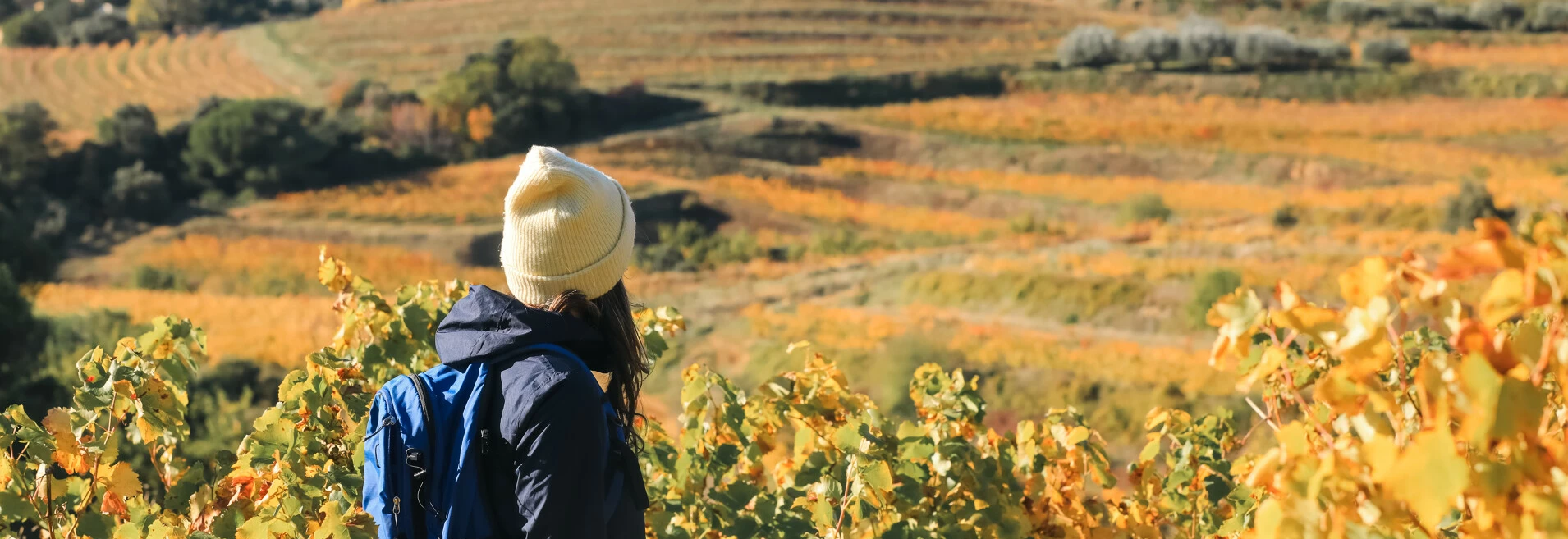 Balade d'automne dans les Dentelles de Montmirail  © Hocquel