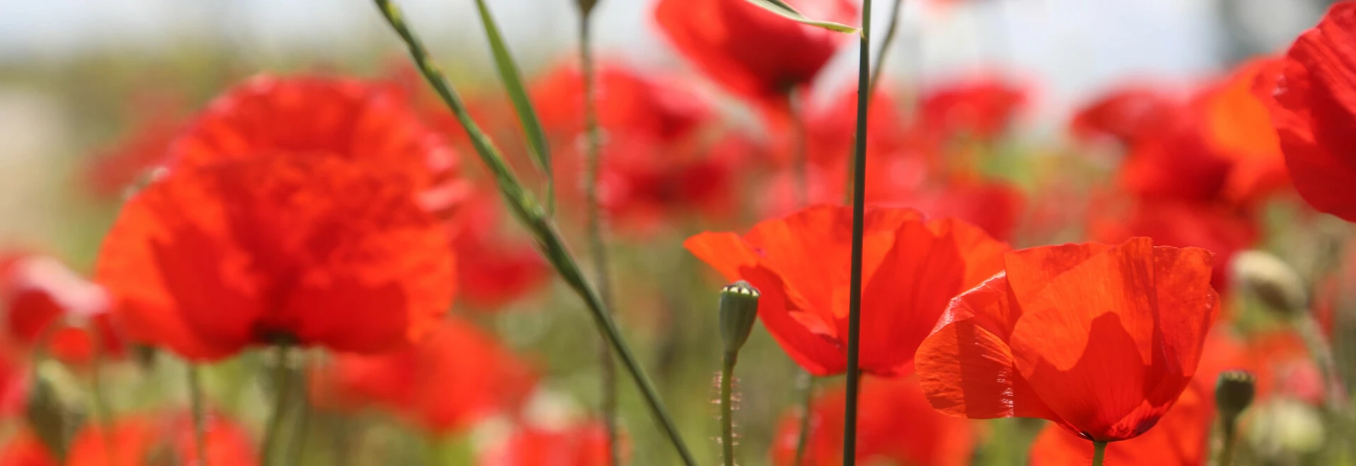 Champ de coquelicots en Vaucluse  © Hocquel