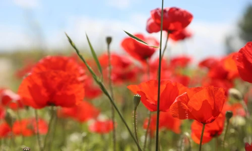Champs de coquelicots