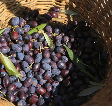 Récolte d'olive chez le producteur  © Hocquel