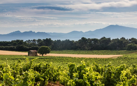 Vignes de Châteauneuf-du-Pape  © Kessler
