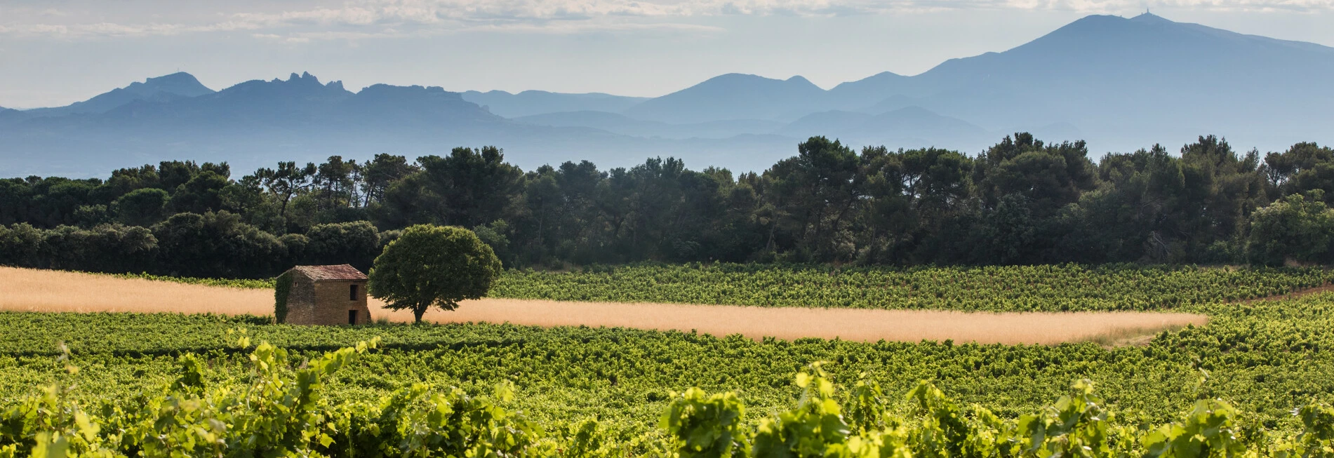 Vignes de Châteauneuf-du-Pape  © Kessler