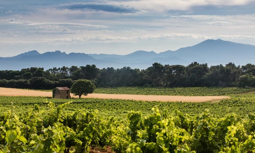 Vignobles de la Vallée du Rhône