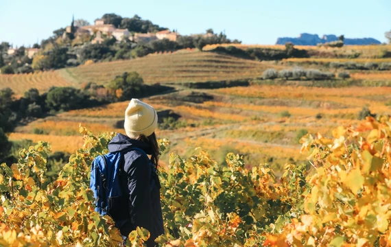 Balade d'automne dans les Dentelles de Montmirail  © Hocquel