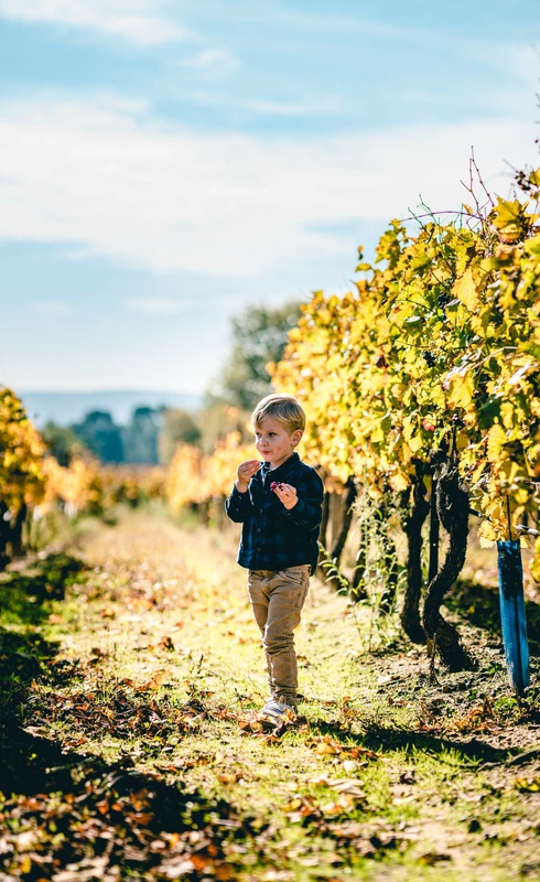 Enfant goutant le raisin  © O'Brien