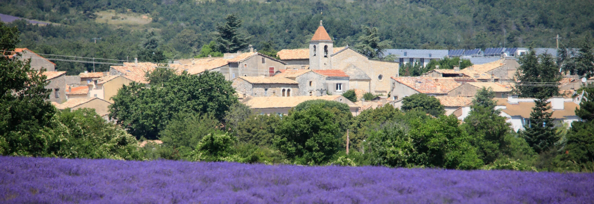 Champs de lavande en Vaucluse, à Saint Christol  © Hocquel
