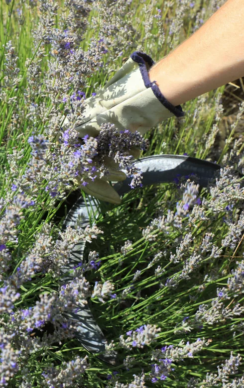 Découpe de la lavande à l'ancienne à Arome Plantes  © Hocquel