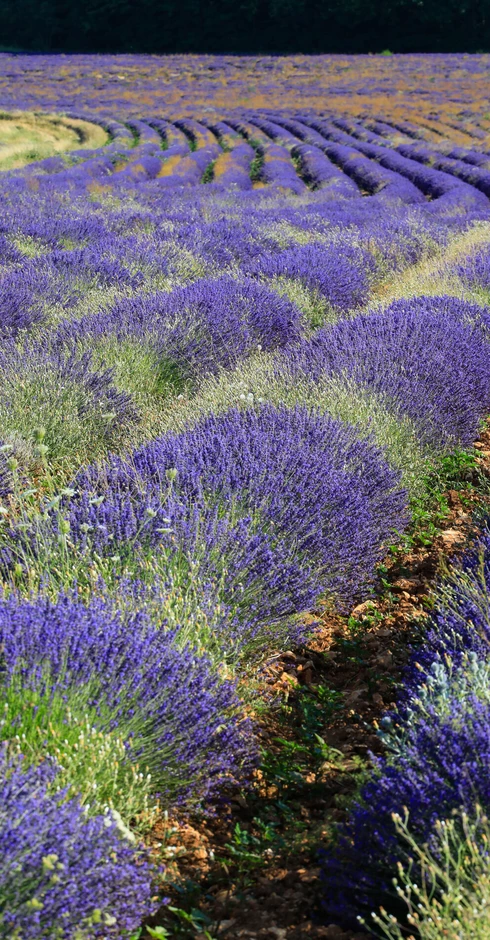 Champs de lavande en Vaucluse  © Hocquel
