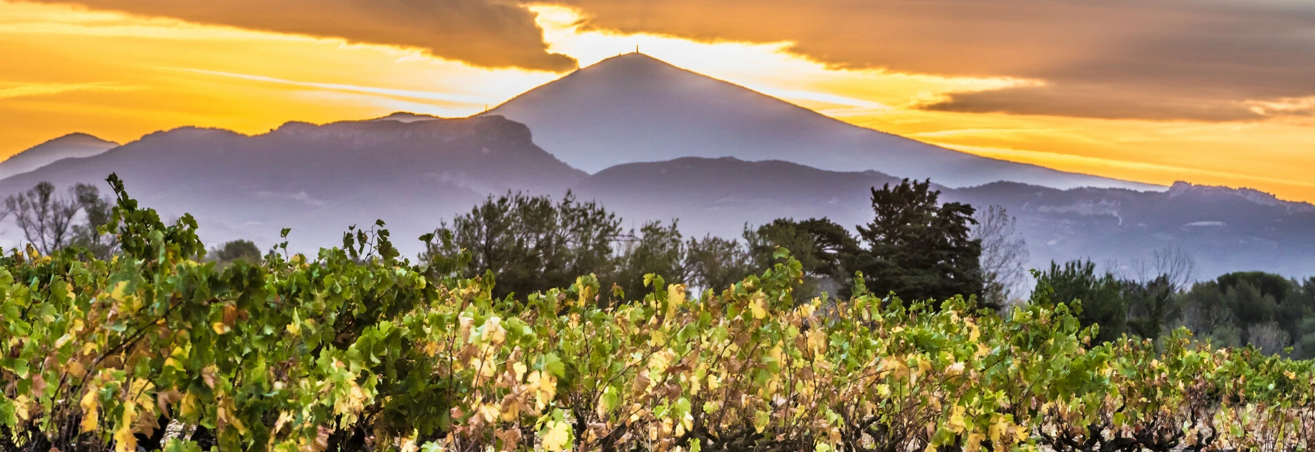 Lever de soleil dans les vignes au pied du Ventoux  © Kessler