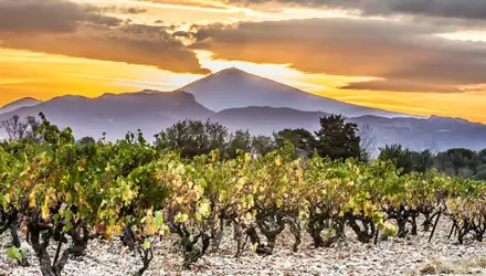 Vignobles du Ventoux