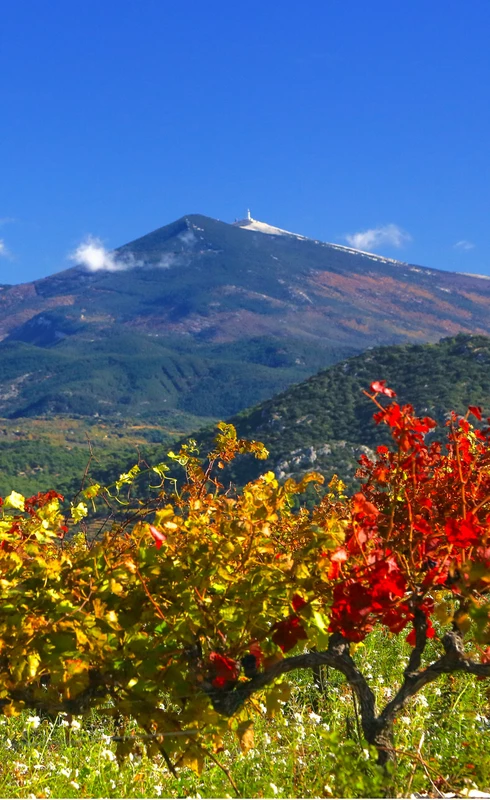 Vignes et Ventoux  © Hocquel