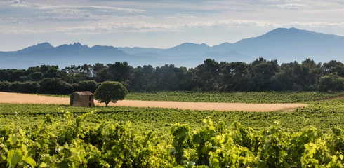 Vignes de Châteauneuf-du-Pape  © Kessler