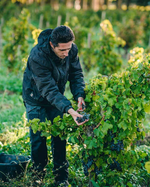 Vendanges dans les vignobles de Châteauneuf-du-Pape  © O'Brien