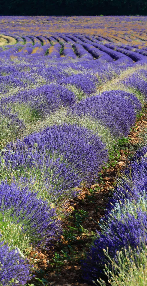 Champs de lavande en Vaucluse  © Hocquel