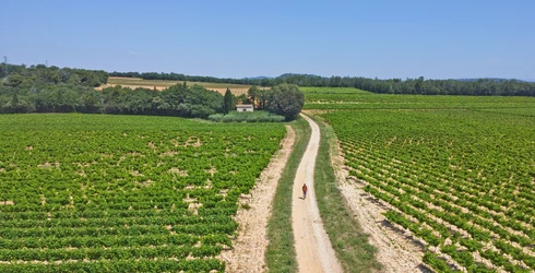 Vignes dans le massif d'Uchaux  © Genestal