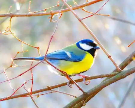 Mésange sur une branche  © Pixabay
