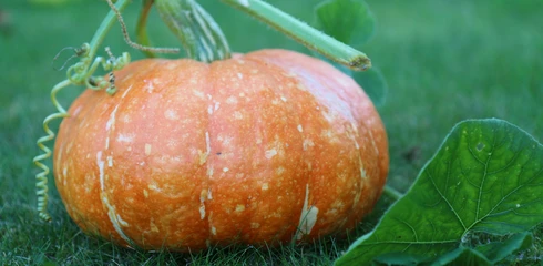 Citrouille d'Halloween  © Gillet