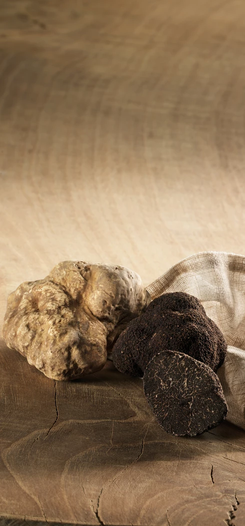 Truffe blanche et truffe noire  © Plantin