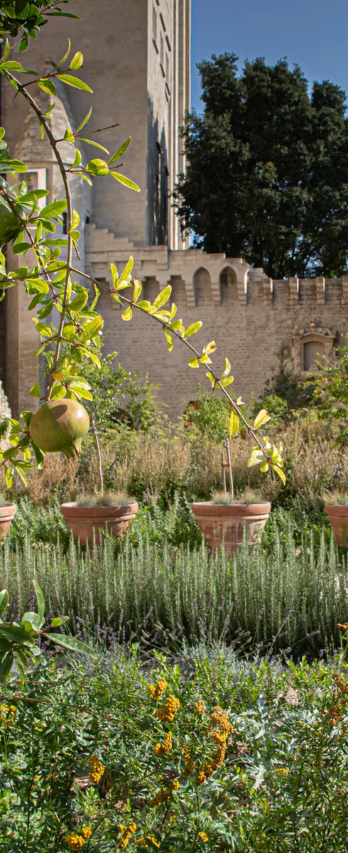 Jardin du Palais des Papes  © Mariotti